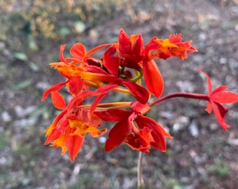 Orchid Epidendrum Radicans - Fire Star Orchid-Five Star-Houseplant- Gift - blooming plant