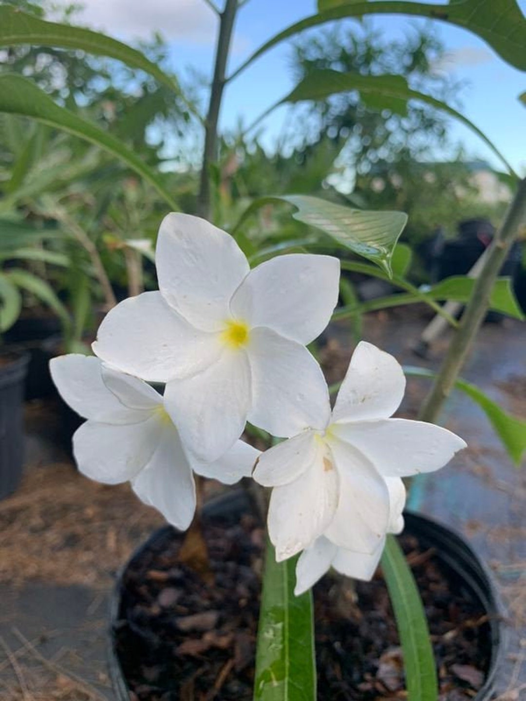 ＊Plumeria＊様リクエスト2点 il_1080xN.2882441212_4xo8.jpg