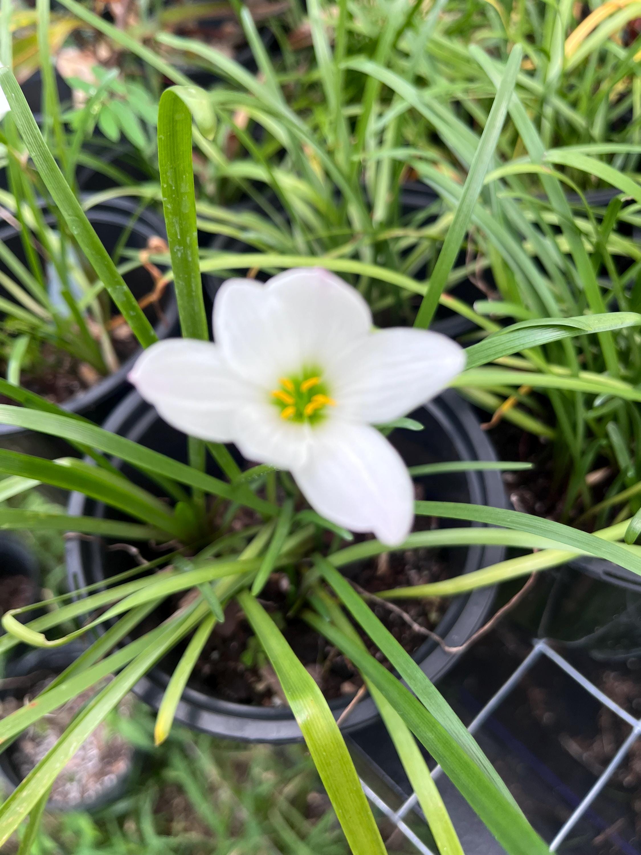 10 Bulbs Rainlily White, Zephyr Lily, Fairy Lily, and Rain Flower