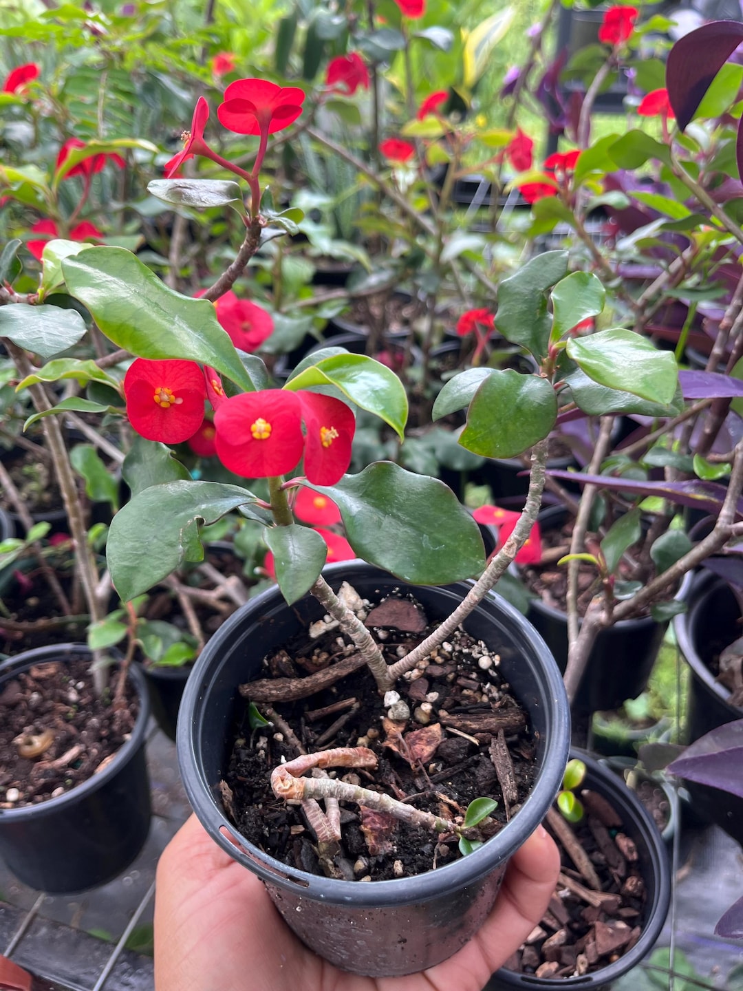 Euphorbia Geroldii: Thornless Crown of Thorns - Etsy