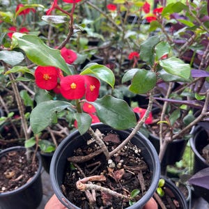 Euphorbia Geroldii: Thornless Crown of Thorns