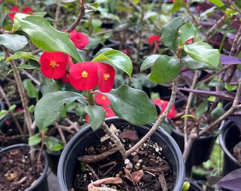 May include: A potted Euphorbia milii plant, commonly known as a crown of thorns, featuring vibrant red flowers with yellow centers and glossy green leaves. The plant is housed in a black plastic nursery pot filled with dark soil and wood chips.