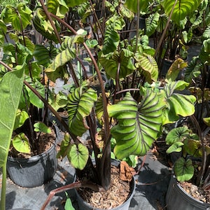 Peut inclure: Plusieurs plantes en pot avec de grandes feuilles vertes et des nervures vert fonc&eacute;. Les plantes ont des tiges brun rouge&acirc;tre fonc&eacute; et sont dans des pots en plastique gris. L'image est prise &agrave; l'ext&eacute;rieur, avec d'autres plantes visibles en arri&egrave;re-plan.