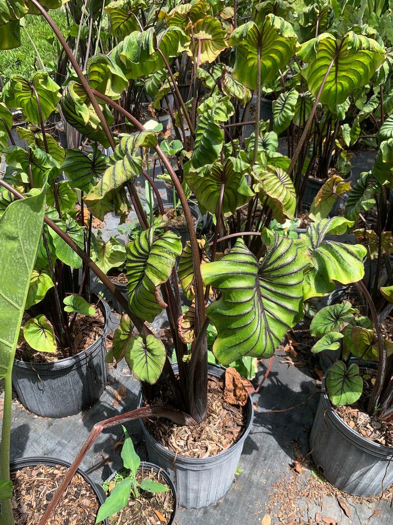 Peut inclure: Plusieurs plantes en pot avec de grandes feuilles vertes et des nervures vert fonc&eacute;. Les plantes ont des tiges brun rouge&acirc;tre fonc&eacute; et sont dans des pots en plastique gris. L'image est prise &agrave; l'ext&eacute;rieur, avec d'autres plantes visibles en arri&egrave;re-plan.
