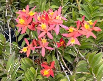 Pink Salmon Peach Orchid Epidendrum Radicans - Fire Star Orchid-Five Star-Houseplant- Gift - blooming plant