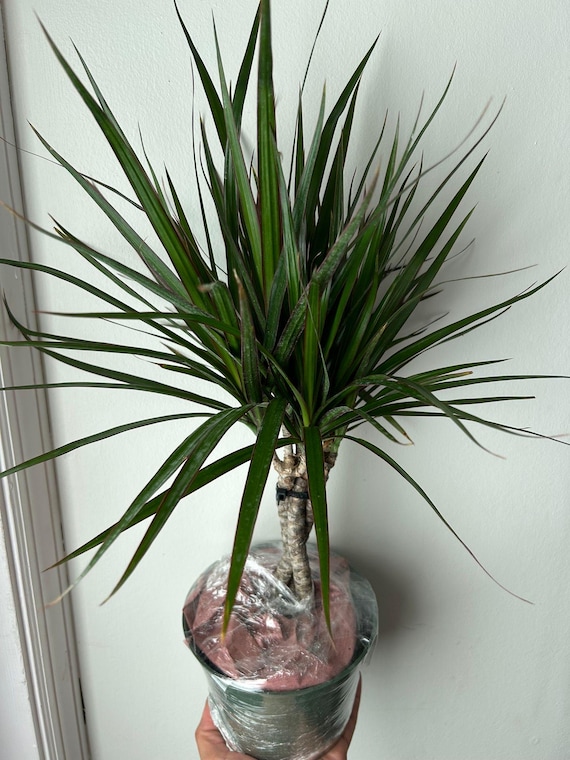 Dracaena Marginata (Dragon Tree) - Elegant Indoor Plant with Red-edged  Leaves - Easy Care Houseplant