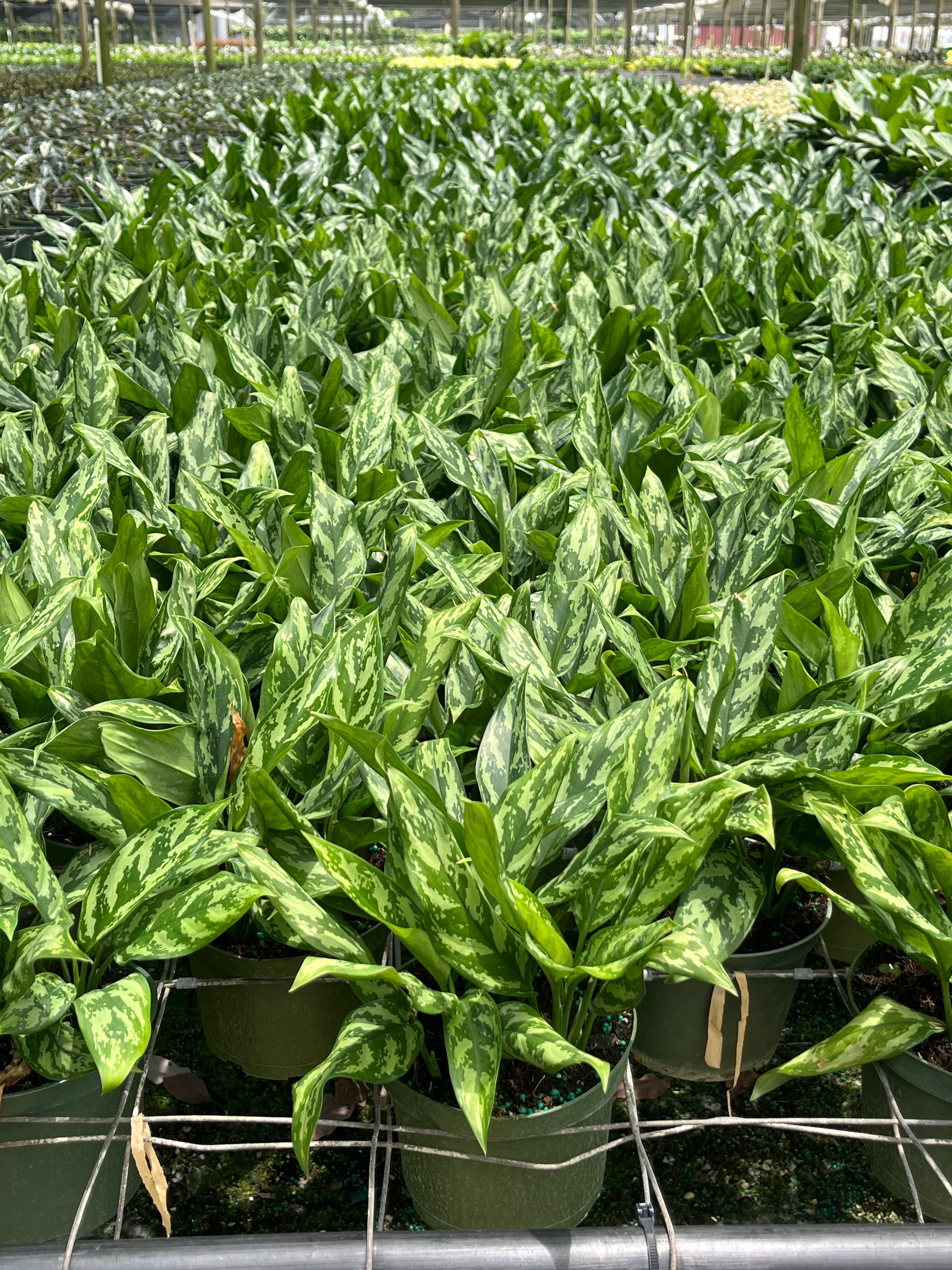 buy rare philodendron Green Congo Nuclear Philodendron
