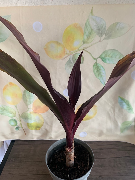 Queen Emma Crinum Lily (2 Plants): Rare Exotic Houseplant - Etsy