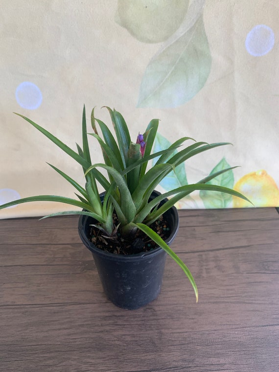 Bromeliad, Pink and Purple Bromeliad/ 1 Live Plant- Billbergia