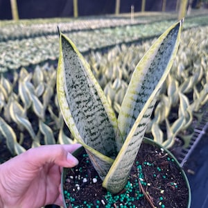 Sansevieria Laurentii | Snake Plant with Yellow Edges | Air-Purifying Indoor Plant | Low Maintenance | 4-Inch Pot