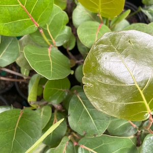 Seagrape Coccoloba uvifera- Live Plant  1 Gal Large Plant