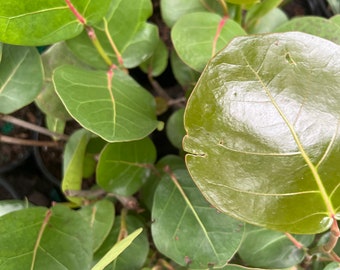 Seagrape Coccoloba uvifera- Live Plant  1 Gal Large Plant