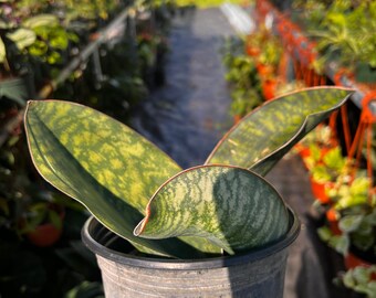 Whale's Fin Sansevieria- Dracaena Masoniana, Snake Plant - 6 in Pot Large -  Etsy