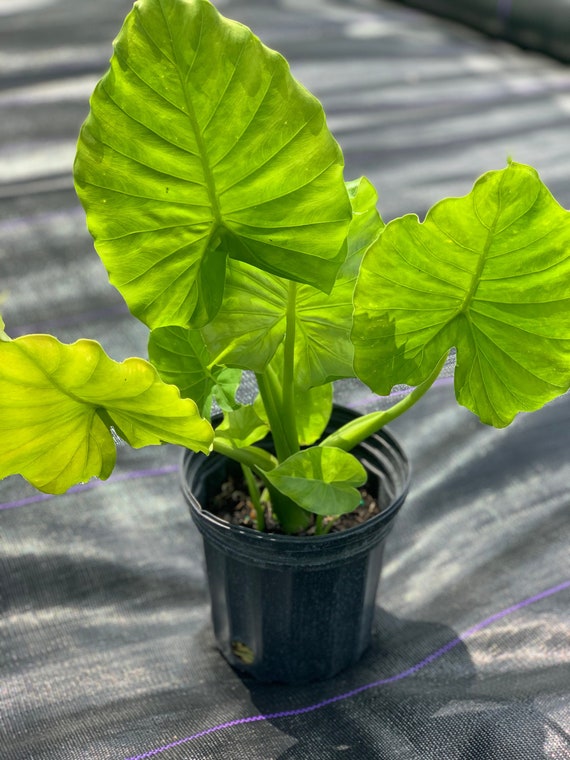 Upright Alocasia Elephant Ear Plant - Medium Size 6in Pot - Etsy