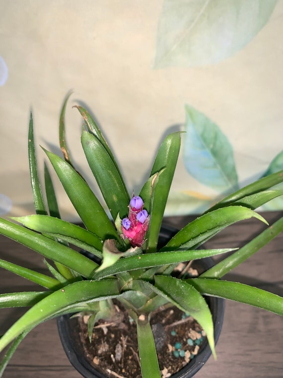 Bromeliad, Pink and Purple Bromeliad/ 1 Live Plant- Billbergia