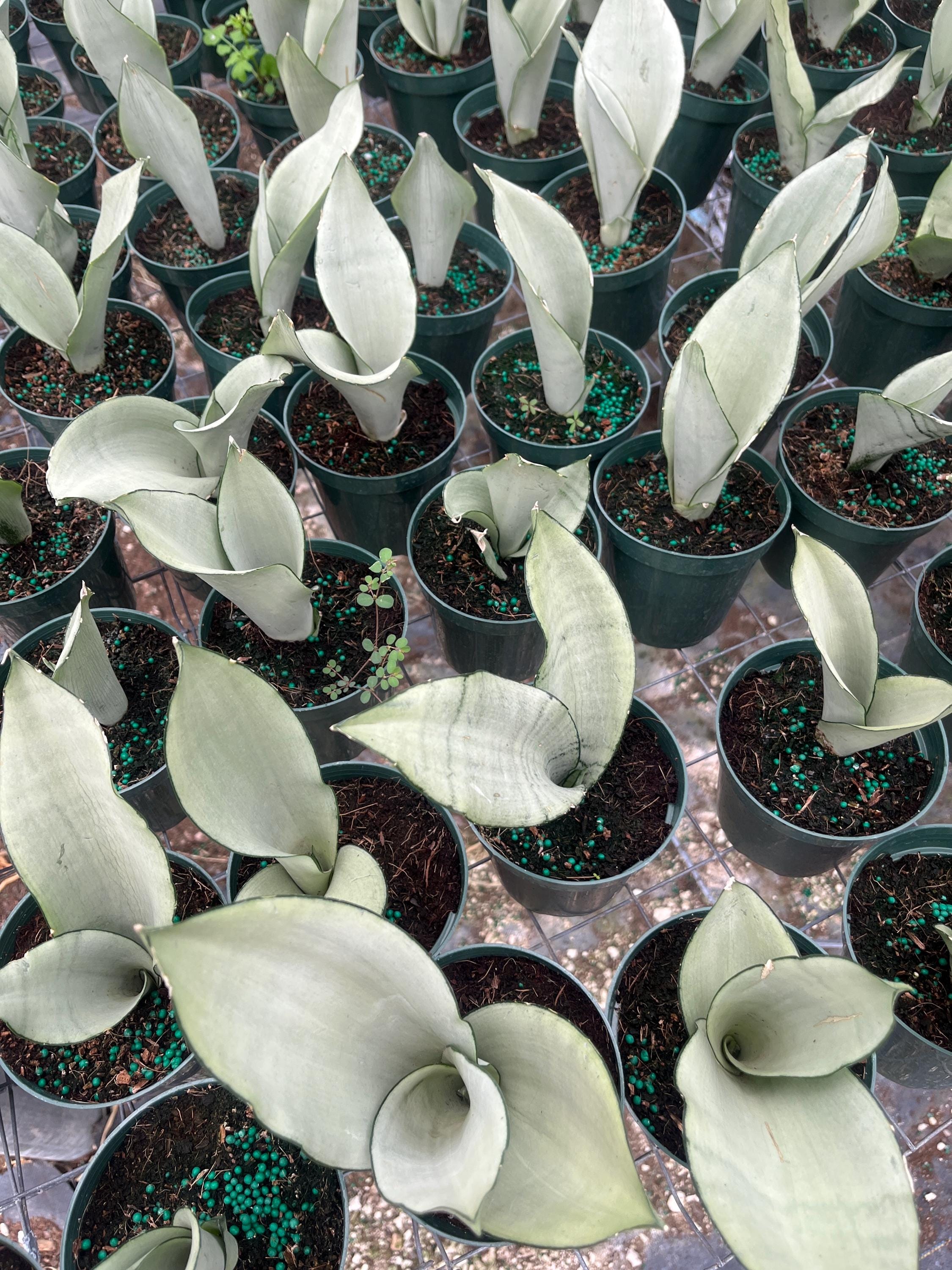 Moonshine Snake Plant – Sansevieria Moonshine – Rare Silvery Foliage – Easy Care Air Purifying Plant – Live Plant in 4” Pots