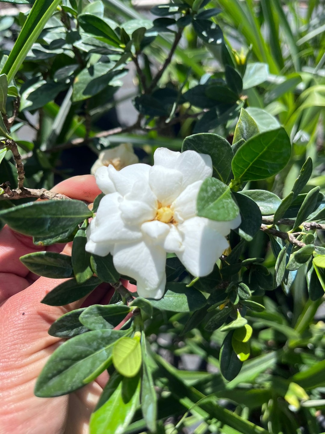 Fragrant Gardenia Plant: Cape Jasmine (large Plant) - Etsy Canada