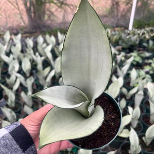 K&ouml;nnte beinhalten: Eine Topf-Sansevieria-Pflanze mit silbergrauen Bl&auml;ttern und dunkelgr&uuml;nen R&auml;ndern. Die Pflanze steht in einem kleinen, dunkelgr&uuml;nen Topf, der von einer Person mit einem schwarz-wei&szlig; karierten Hemd gehalten wird. Weitere &auml;hnliche Pflanzen sind im Hintergrund.
