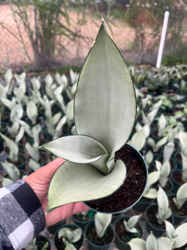 K&ouml;nnte beinhalten: Eine Topf-Sansevieria-Pflanze mit silbergrauen Bl&auml;ttern und dunkelgr&uuml;nen R&auml;ndern. Die Pflanze steht in einem kleinen, dunkelgr&uuml;nen Topf, der von einer Person mit einem schwarz-wei&szlig; karierten Hemd gehalten wird. Weitere &auml;hnliche Pflanzen sind im Hintergrund.