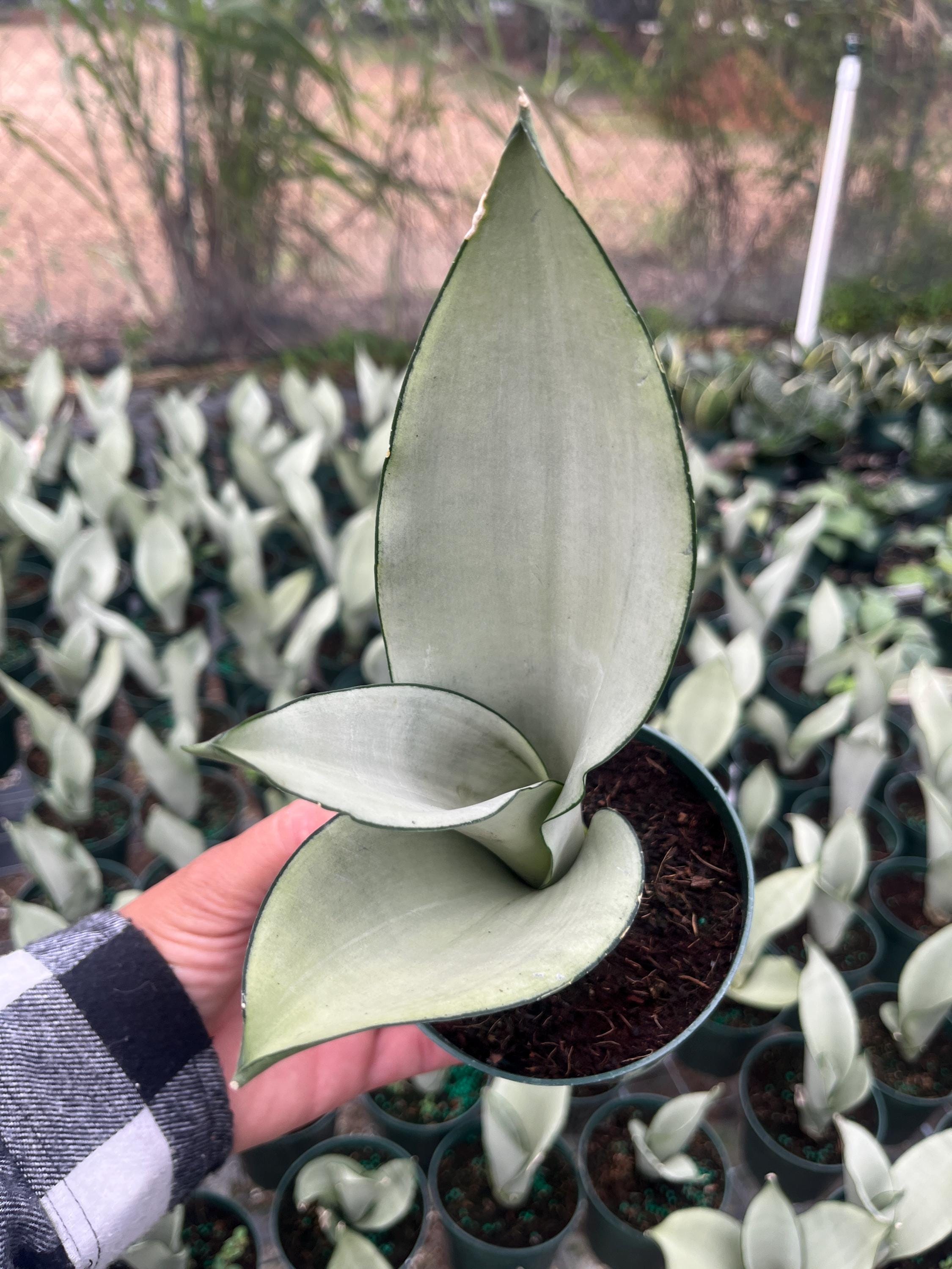 Moonshine Snake Plant – Sansevieria Moonshine – Rare Silvery Foliage – Easy Care Air Purifying Plant – Live Plant in 4” Pots