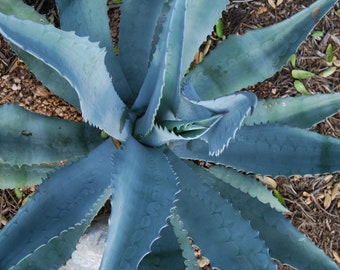 Vibrant Blue Agave Live Plant: Liven Up Your Space | Tequila Agave Azul, Agavaceae Succulent