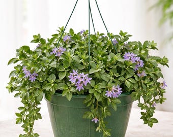 Purple Scaevola Live Plant | Hanging Basket Flowering Plant | Easy Care Outdoor Plant | Trailing Purple Blooms | Garden Decor