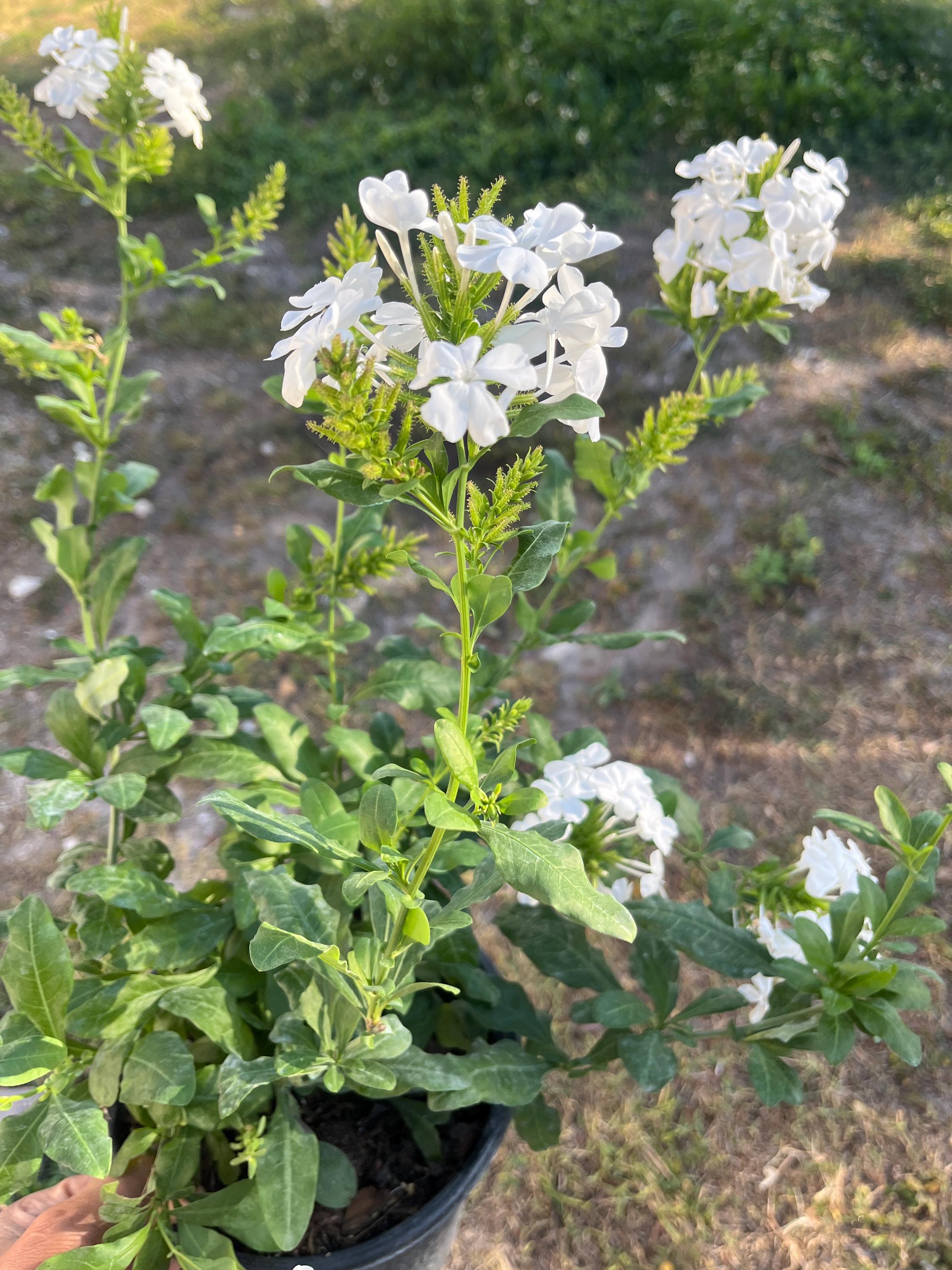 Pianta Vera Plumbago Bianco In Vaso 14cm – POWERS TO FLOWERS Con Omaggio Incluso - 3