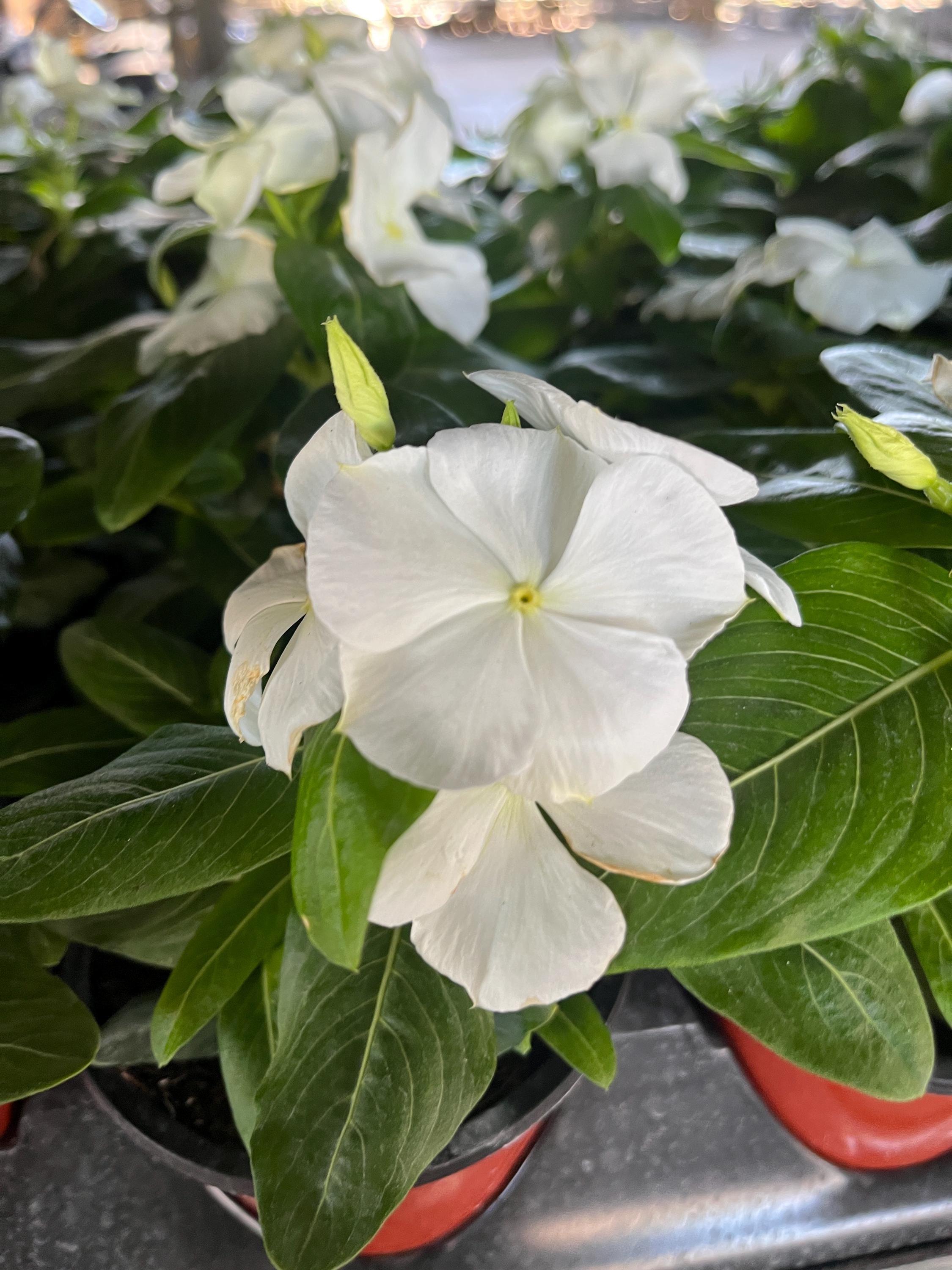 Set of 4 Bright White Vinca Live Plants (madagascar Periwinkle