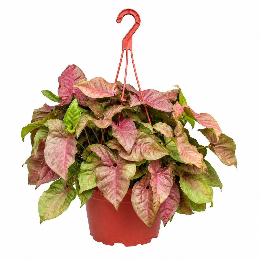 コスモ バインステープ ワイド25 25mm ローズピンク② Syngonium Strawberry Cream Hanging Basket | Goosefoot Plant | Pink