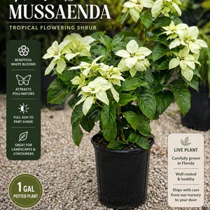 May include: A potted White Mussaenda tropical flowering shrub with beautiful white blooms and green leaves. The plant is in a black container and is labeled as a 1-gallon potted plant. The image also includes text that says it attracts pollinators and is great for landscapes and containers.