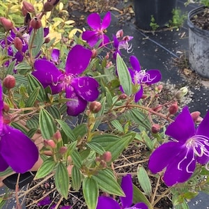 May include: Close-up of a potted plant with vibrant purple flowers and green leaves. The flowers have delicate white stamens. The plant is in a black pot, surrounded by other plants in a garden setting.