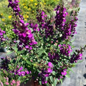 May include: A close-up of a potted plant with vibrant purple flowers. The flowers are clustered along green stems with narrow leaves. The plant is in a black pot, and the background shows other plants and sunlight.