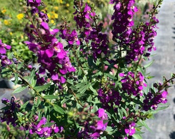 Puede incluir: Primer plano de una planta en maceta con vibrantes flores moradas. Las flores están agrupadas a lo largo de tallos verdes con hojas estrechas. La planta está en una maceta negra, y el fondo muestra otras plantas y la luz del sol.