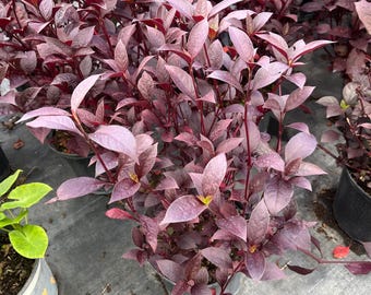 Purple Knight Alternanthera Plant: Bold Purple Foliage - 1gl Pot