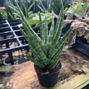 Rare Sansevieria francisii: Spiked Snake Plant, Low Maintenance Houseplant