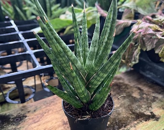 Sansevieria Angel XL (#C7) | Timported Plants | Rare Hybrid Species - Etsy
