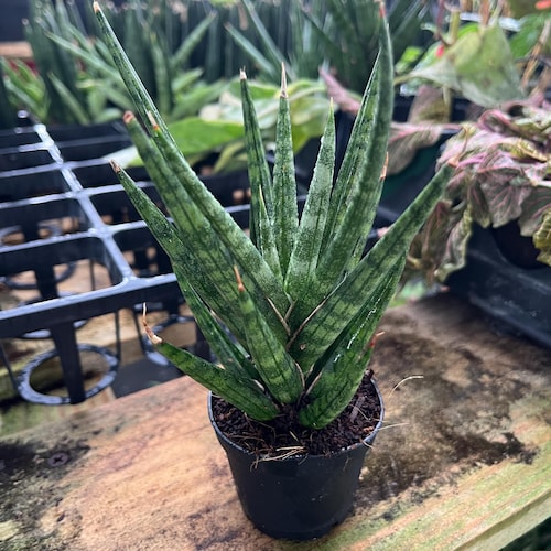 Rare Sansevieria Francisii: Spiked Snake Plant, Low Maintenance