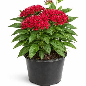 6in Large Red Pentas Plant (Pentas lanceolata) - Butterfly and Hummingbird Magnet for Your Garden