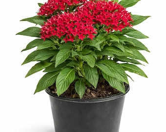 Grande plante de pentas rouges de 6 po. (Pentas lanceolata) - Aimant papillon et colibri pour votre jardin