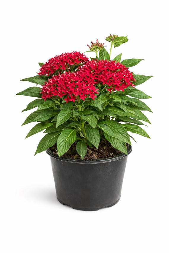 6in Large Red Pentas Plant (pentas Lanceolata) - Butterfly and Hummingbird  Magnet for Your Garden - Etsy