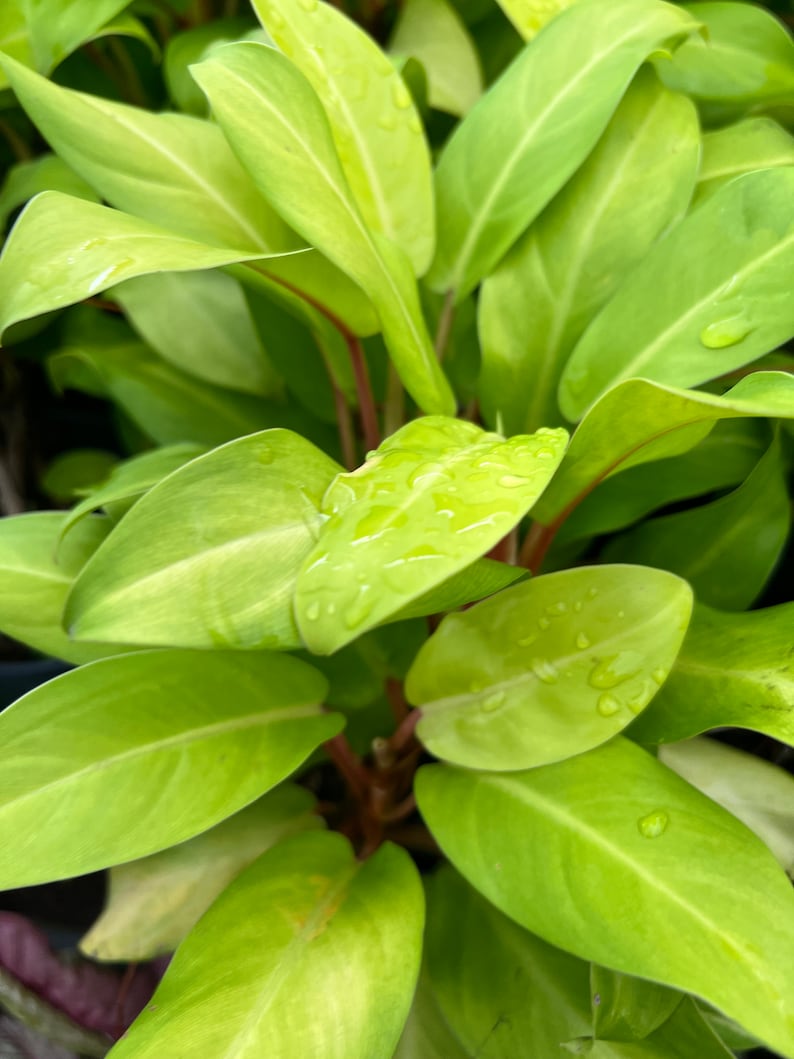 Auragiftshop Philodendron Golden Goddess - Thumbnail 3