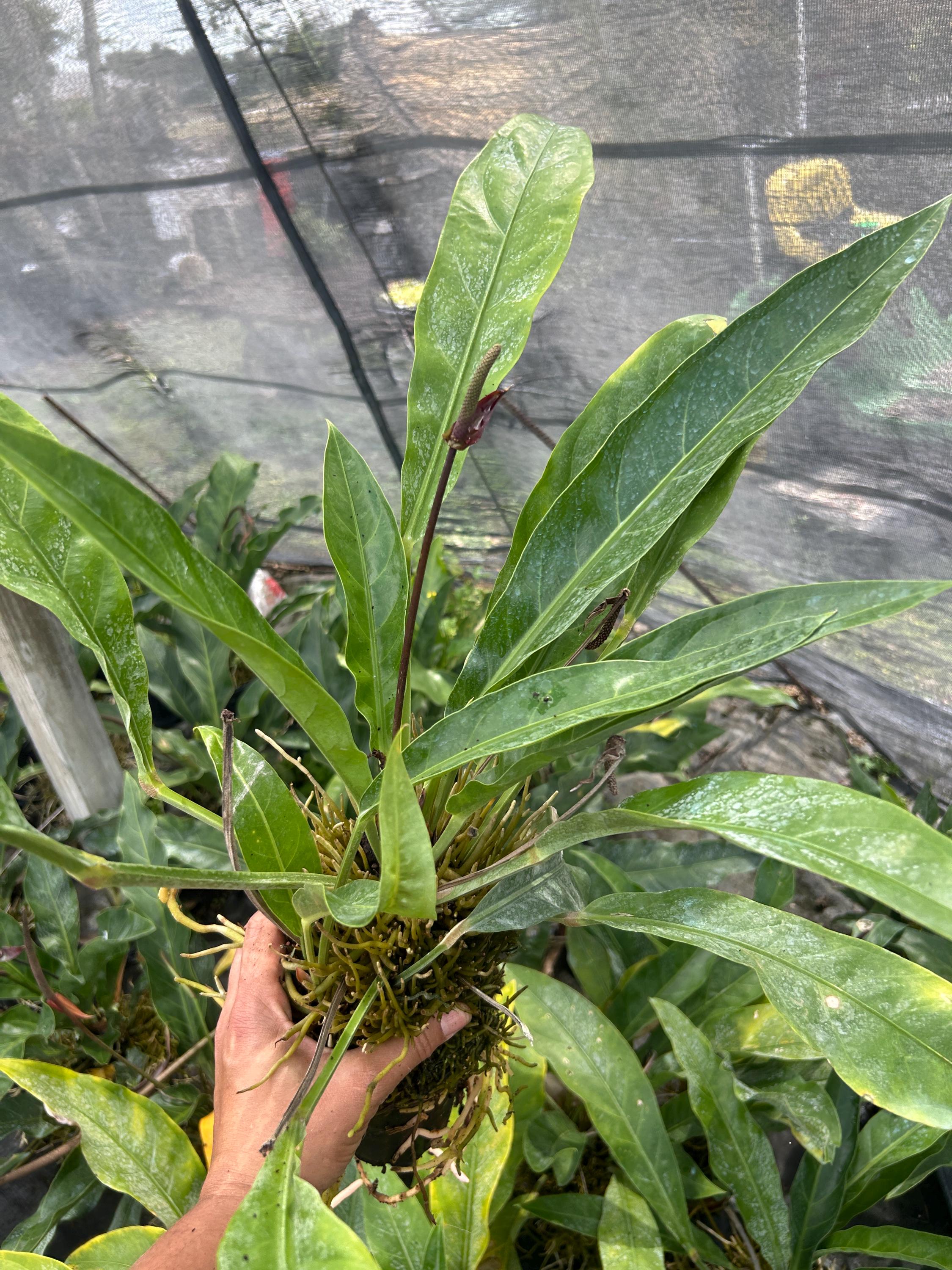 Anthurium Hookeri - Bird's Nest Anthurium | Large Wavy Leaves | Easy Care  Tropical Houseplant 22-24 Inches - Etsy