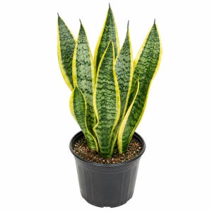 May include: A snake plant with upright, sword-shaped leaves featuring dark green horizontal bands and bright yellow margins. The plant is potted in a simple, black plastic nursery container filled with dark brown potting soil and perlite.