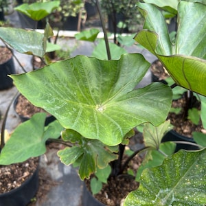 May include: A potted Colocasia plant featuring large, heart-shaped, vibrant green leaves with prominent veins and dark purple stems. The plant is housed in a black plastic nursery pot filled with soil, surrounded by other similar potted plants.