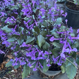 Large Mona Lavender Plectranthus Live Plant | Purple Flowering Plant | Easy Care Outdoor & Indoor Plant | Tropical Garden Color