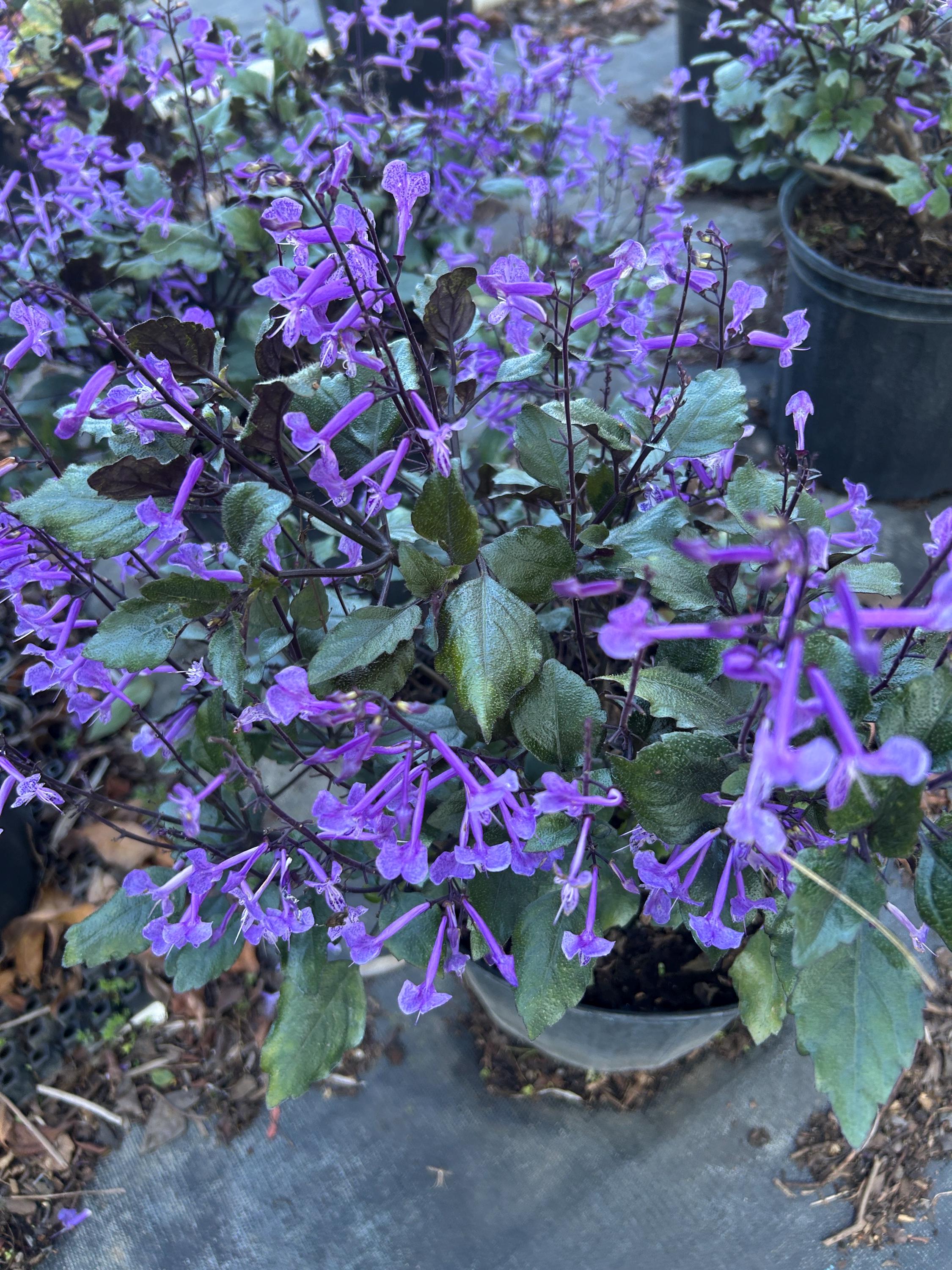 Lavender Indoor Live Plant - Etsy