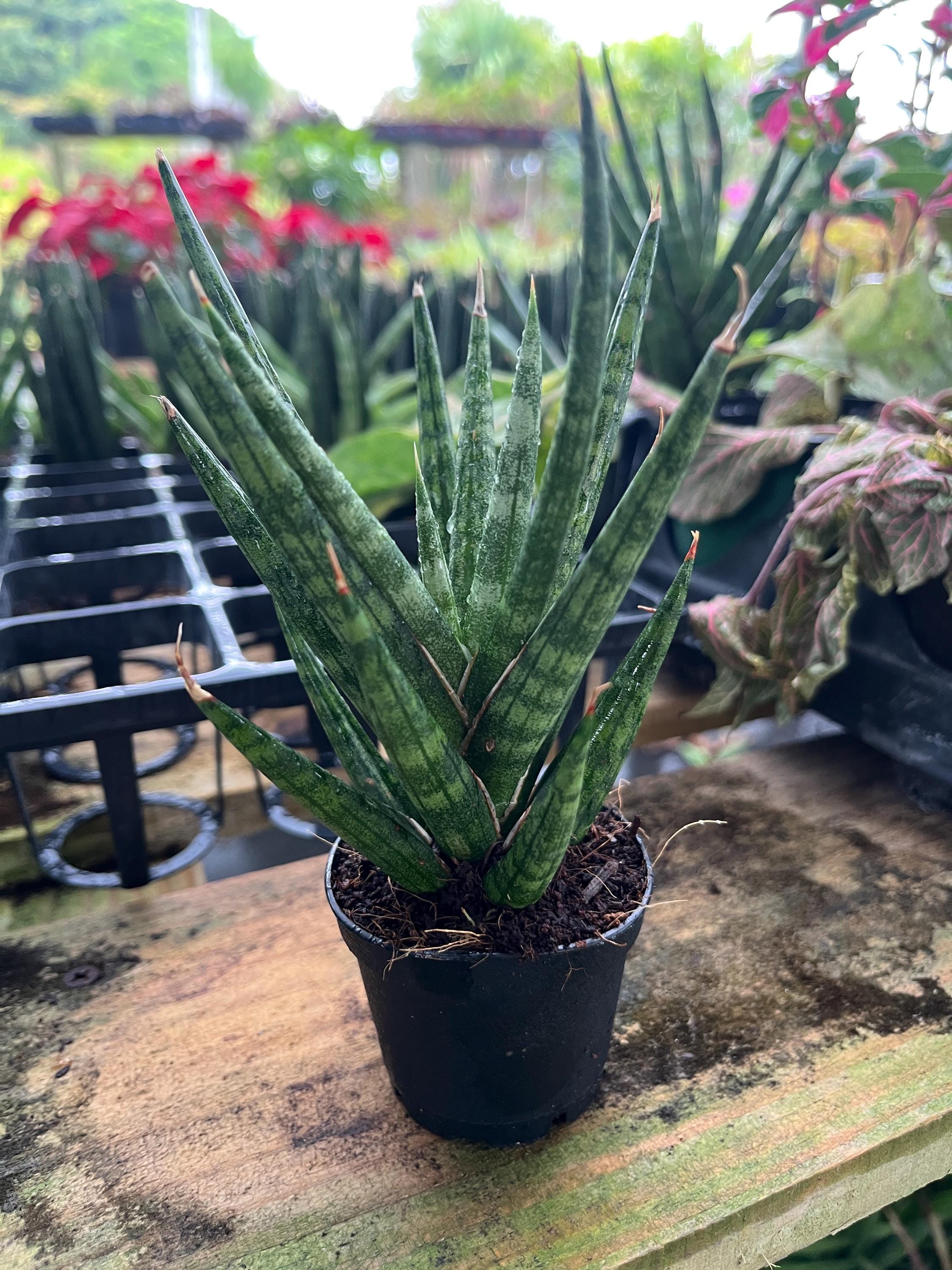 sansevieria moonshine kaufen Moonshine Snake Plant  Hey Rooted