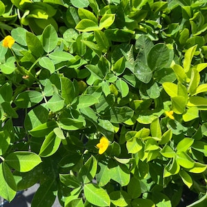 May include: A close-up of a peanut plant with green leaves and yellow flowers. The plant is growing in a garden setting.