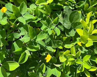 Lush Ornamental Peanut Grass: Erosion Control Ground Cover Large Live Plant 6 inch pot size