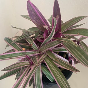 Dwarf Oyster Plant Variegated FULL PLANT Tradescantia spathacea tricolor Rhoeo 'Tricolor', tradescantia, Moses in the cradle,plant 6in pot image 4